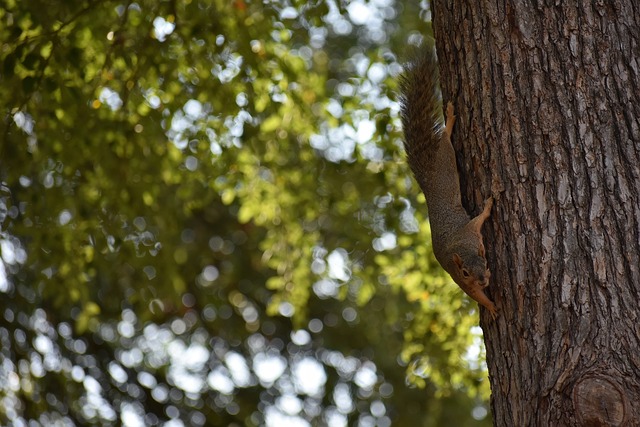 超球員加布 超球員加布