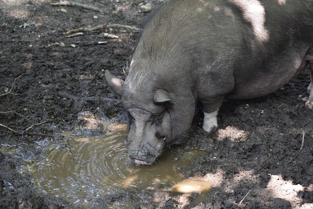 今年的呼伦 今年的呼伦